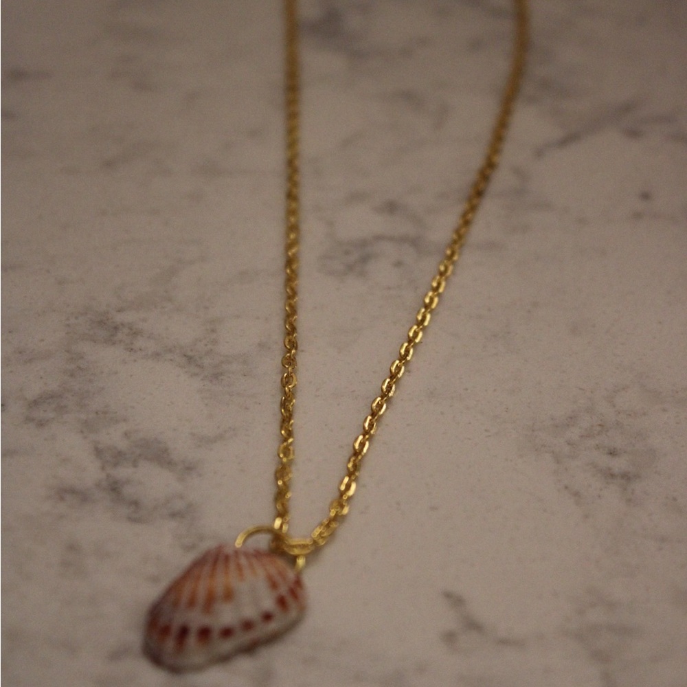 Broad Ribbed Cardita Shell Pendant with Gold Chain Necklace